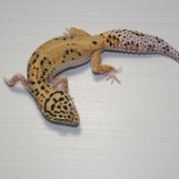 Geco leopardino