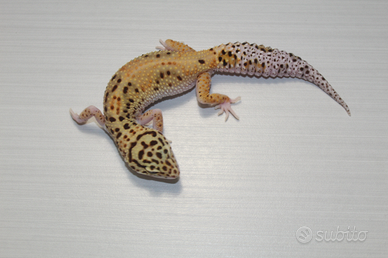Geco leopardino
