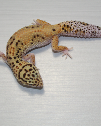 Geco leopardino