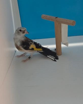 Cardellini mayor, tschusi e negrti della Bolivia