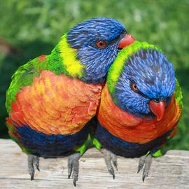 Coppie lori mollucano