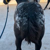 Puledro Appalosa Horse
