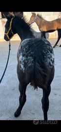 Puledro Appalosa Horse