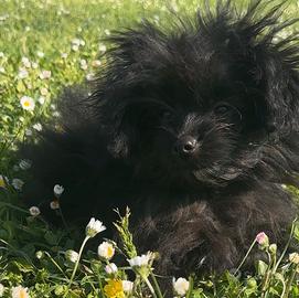 Mini Poo da compagnia