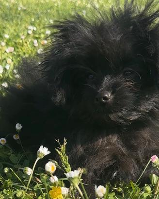 Mini Poo da compagnia