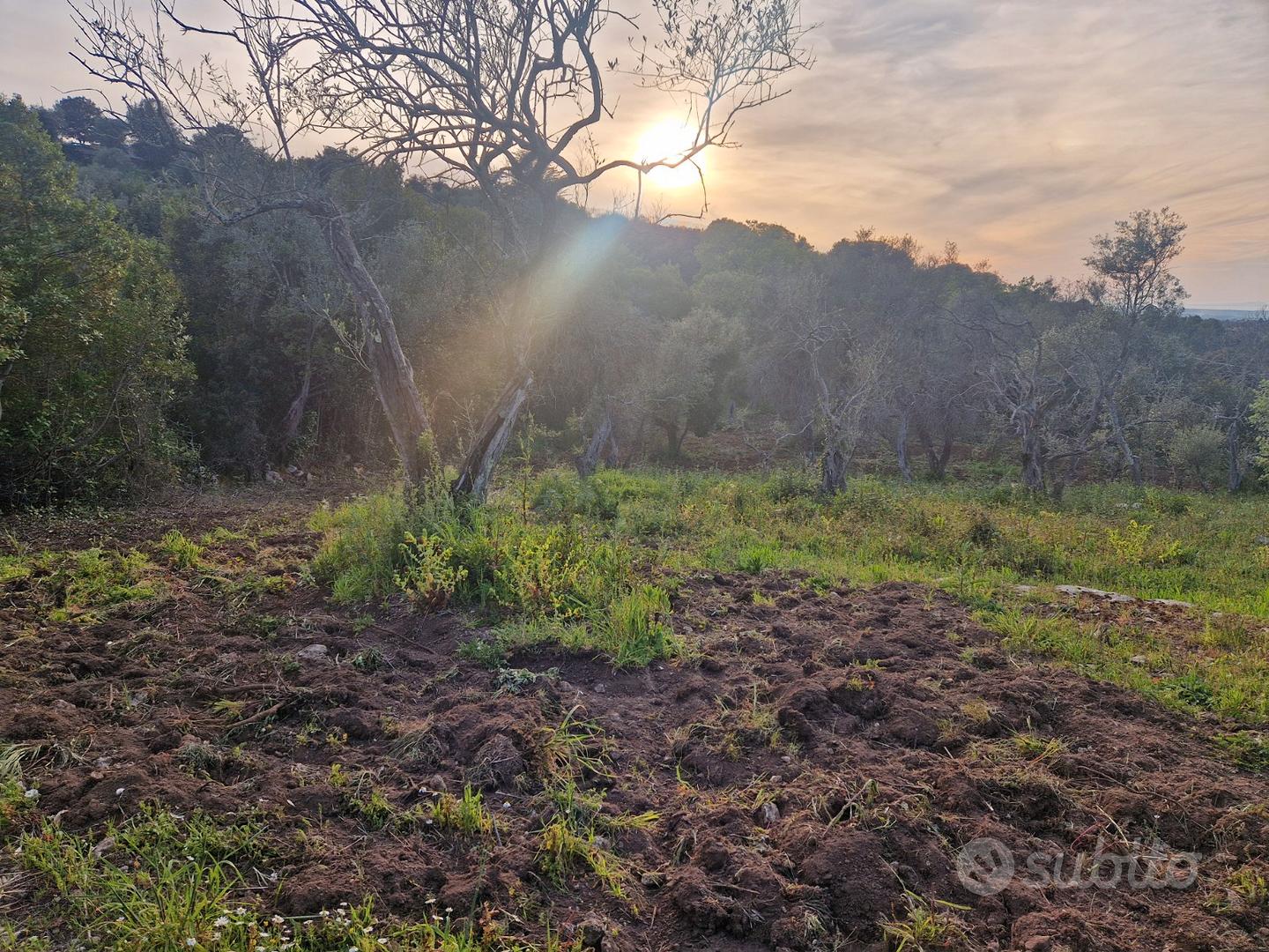 Terreno agricolo sassari - Vista 4