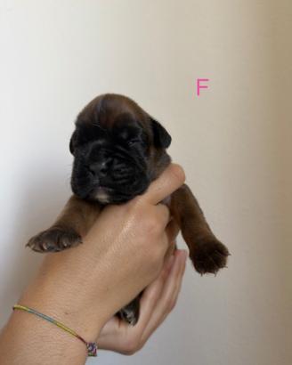 Boxer cuccioli