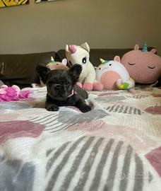 Cuccioli di bulldog francese Fluffy Blu