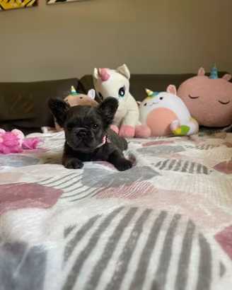 Cuccioli di bulldog francese Fluffy Blu