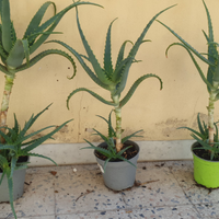 FREE pianta aloe specie diverse