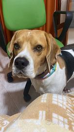 Beagle per monta