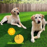 erba sintetica super resitente