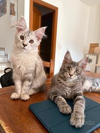 Maine coon con pedigree aperto