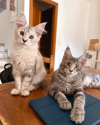 Maine coon con pedigree aperto