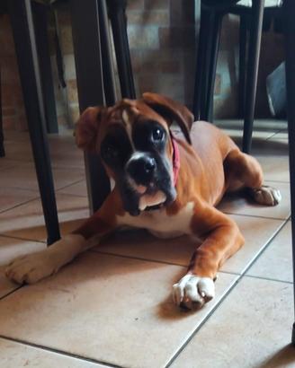 Cucciolone Boxer
