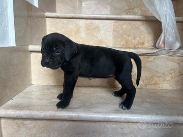 Cuccioli cane corso