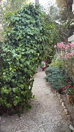 Cesenatico agosto settembre in Villa con giardino
