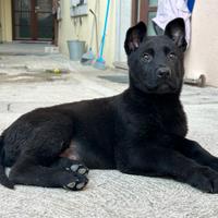 cuccioli pastore tedesco neri
