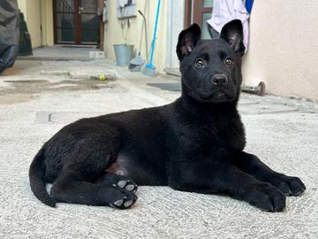 cuccioli pastore tedesco neri