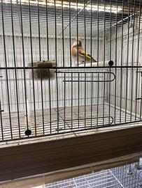 Cardellina