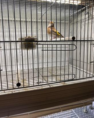 Cardellina