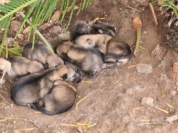 Vedesi cuccioli Lupo cecoslovacco