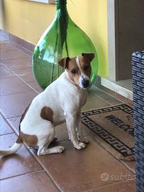 Jack russell