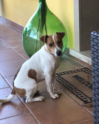 Jack russell