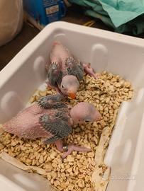 Disponibilità di pulli da allevare a mano