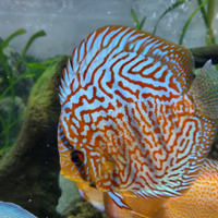 Discus