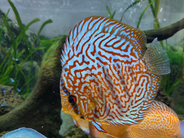Discus