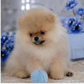 Pomerania spitz nano tedesco