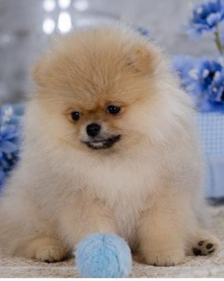 Pomerania spitz nano tedesco