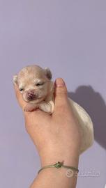 Chihuahua