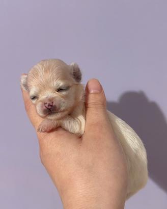 Chihuahua