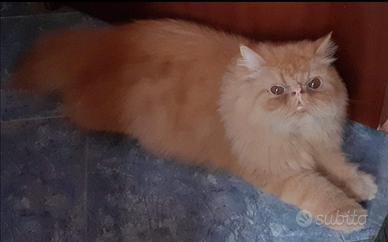Gatto persiano adulto