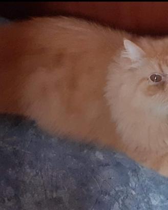 Gatto persiano adulto