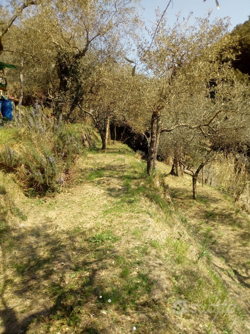 Terreno agricolo Muggiano La Spezia - Vista 4
