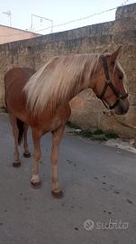 Cavalla
