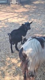 Capretto tibetano
