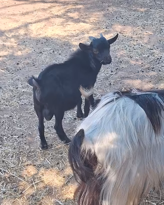 Capretto tibetano