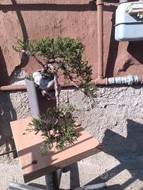 ginepro bonsai tuia 