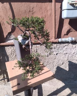 ginepro bonsai tuia 