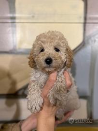 Cuccioli di barboncino