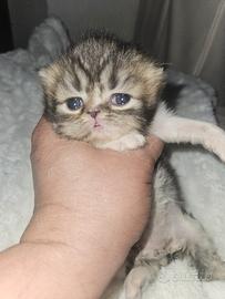 Gatta persiana gatto persiano