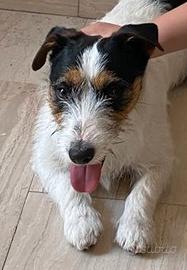 Jack Russell Terrier Broken Pedigree per monta