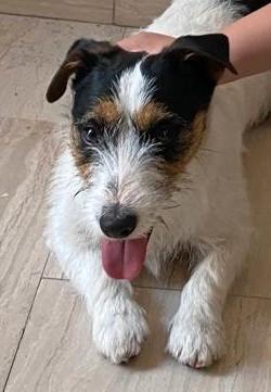 Jack Russell Terrier Broken Pedigree per monta
