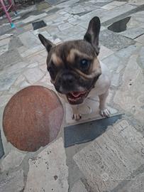 Buldog francese