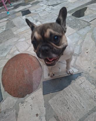Buldog francese