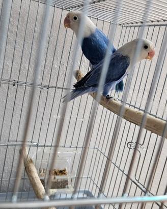 Coppia di Inseparabili Fischer